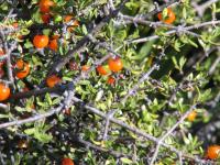 Albums/20060200-New Zealand 2006/20060317-Cook/28